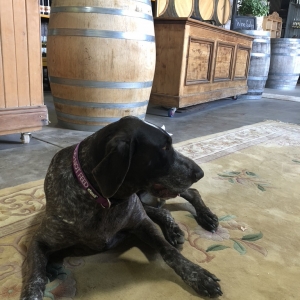 Dog at Lowe's Winery in Mudgee