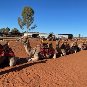 Camel Ride Uluru Camel Ride Uluru Red Centre Way
