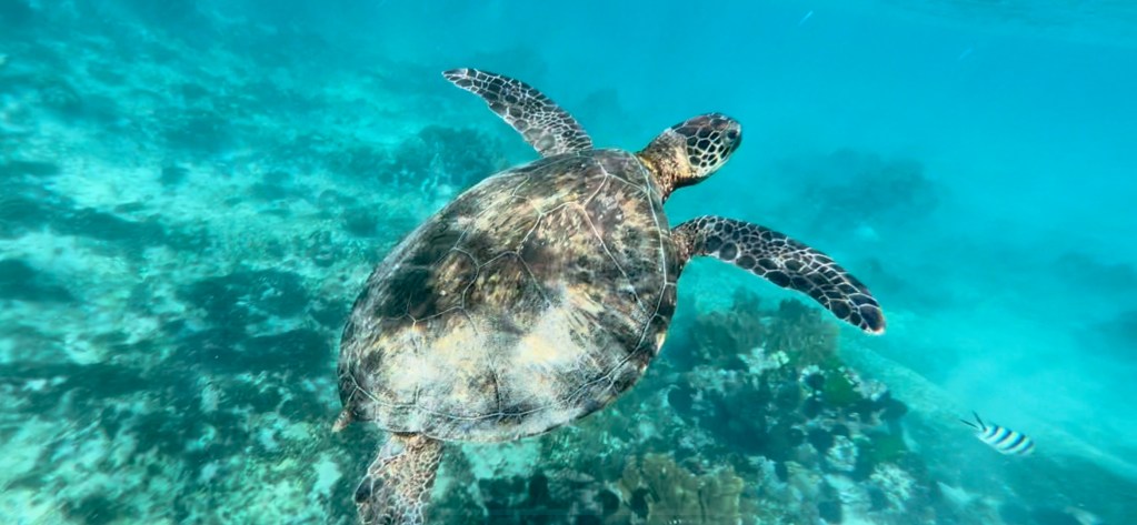 Turtle on Neds Beach Lord Howe