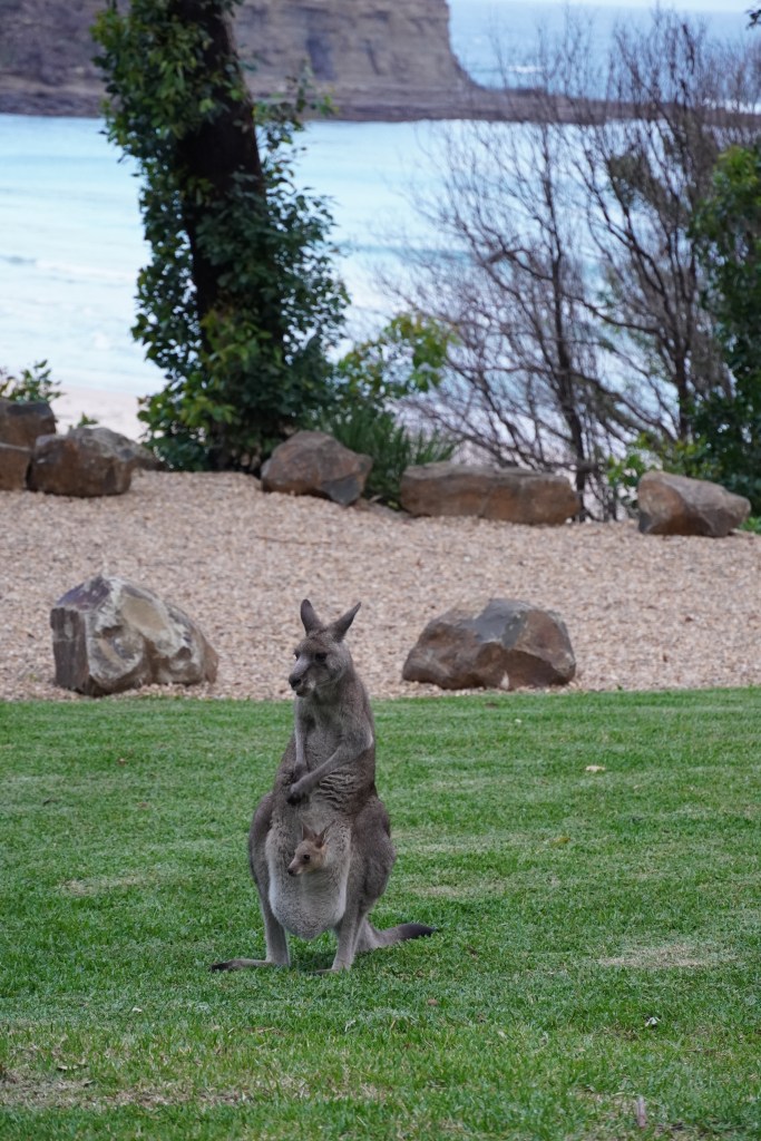 Kangaroos by the sea, Pebbly beach, NSW