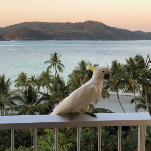 Hamilton island Cockatoo