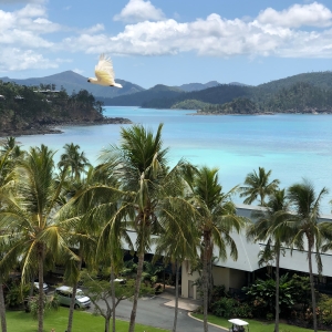 Cockatoo Hamilton Island