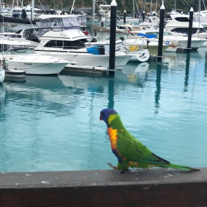 Parrot Hamilton Island
