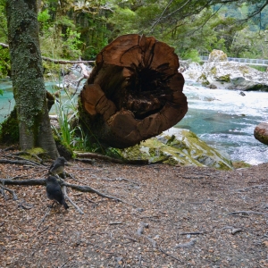 Routeburn falls